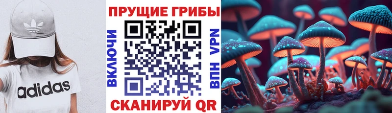 Купить где  Мещовск  Галлюциногенные грибы GOLDEN TEACHER 